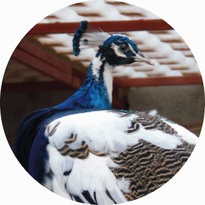arlequin 009