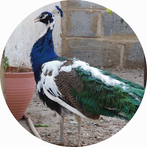 arlequin 011