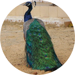 paon bleu 007