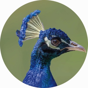 paon bleu 002