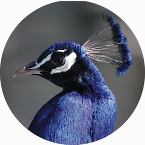 paon bleu 004