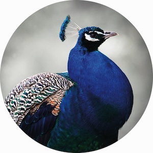 paon bleu 005