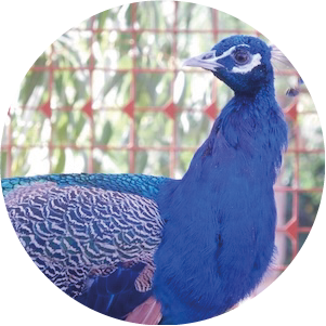 paon bleu 006