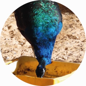 paon bleu 008
