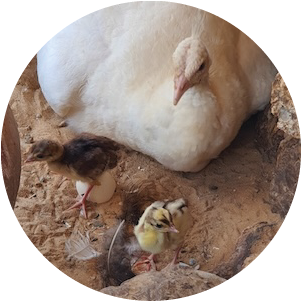 petits 004
