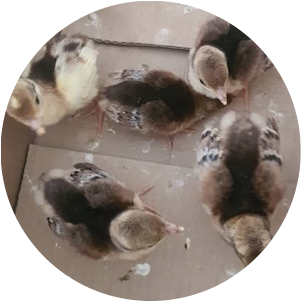 petits 006