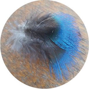 plume 001
